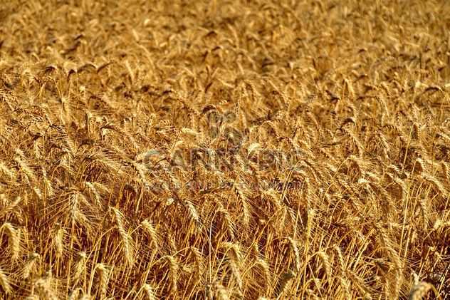 Golden wheat field - Free image #334801