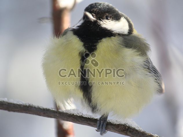 Titmouse sits having ruffled up on a branch of a tree - image gratuit #335011 
