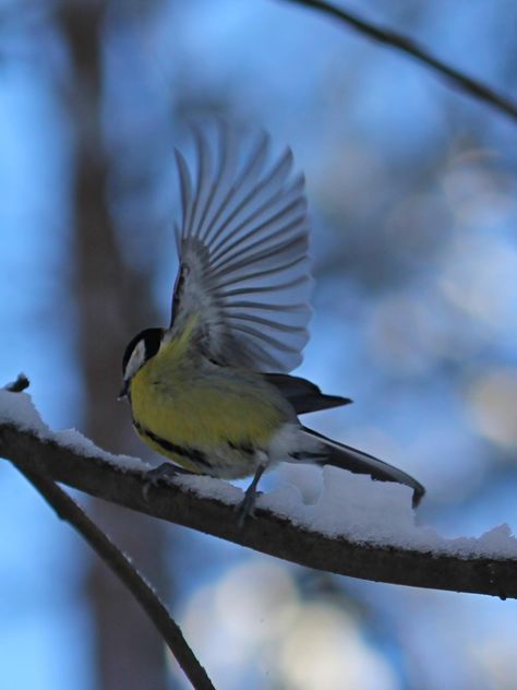 Titmouse with spread wings - Free image #335021