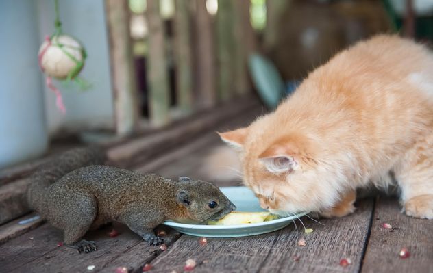 Cat and squirrel eat from one plate - бесплатный image #335031