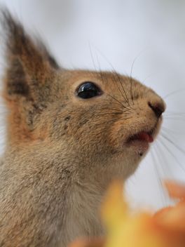 Squirrel eating nut - Free image #335041