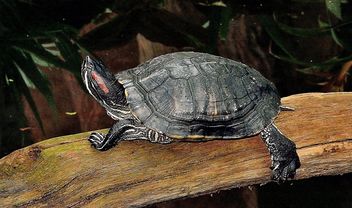 One Tortoise - Kostenloses image #335081