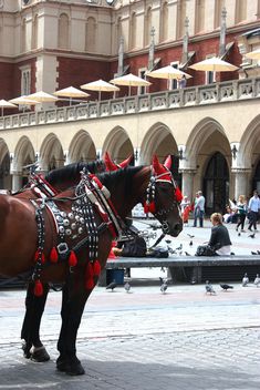 cavalry in Krakow - бесплатный image #335251