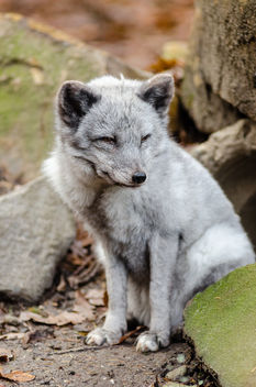 Arctic Fox - Kostenloses image #336331