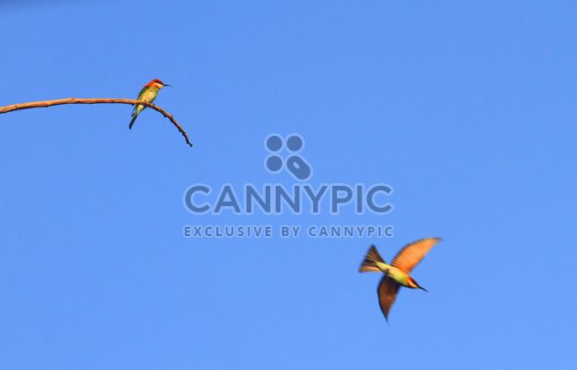 Kingfisher birds in blue sky - image #337441 gratis