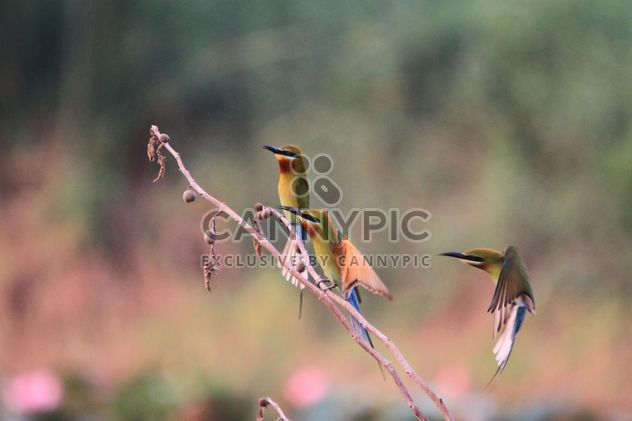 Kingfisher birds on branches - image #337451 gratis