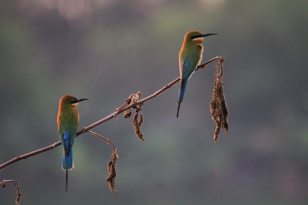 Kingfisher birds on branches - image gratuit #337461 