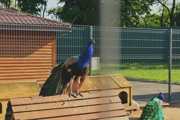 Beautiful peacock in zoo - бесплатный image #337541