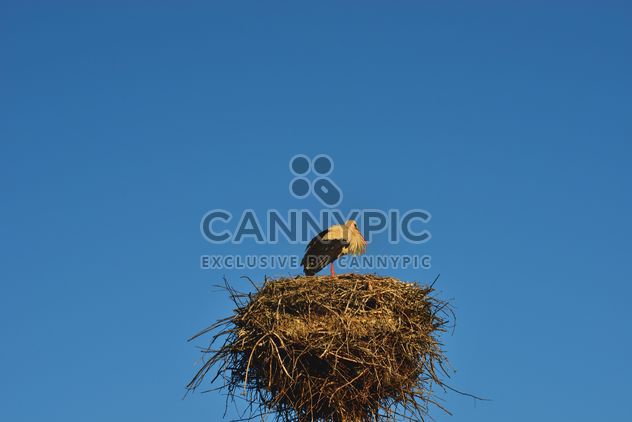 Stork in nest against sky - Free image #337561
