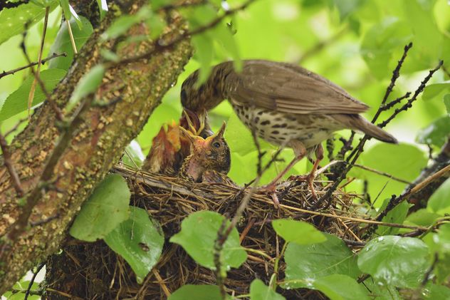 Thrush and nestlings in nest - Free image #337571