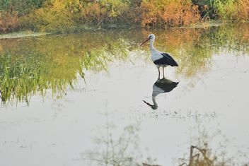 Stork standing in lake - бесплатный image #337581