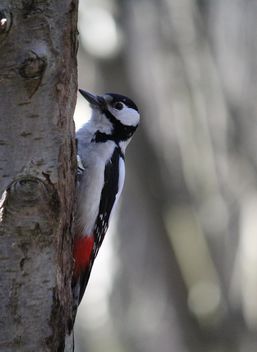 Woodpecker on tree in park - Free image #337811