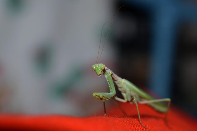 Praying Mantis closeup - image #338271 gratis