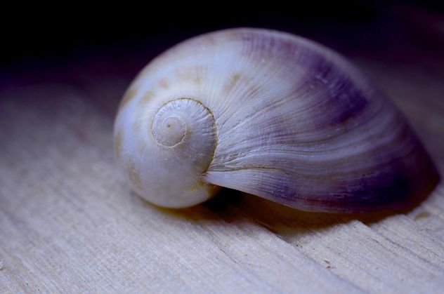 Closeup of beautiful seashell - image gratuit #338281 