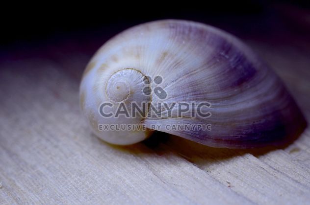 Closeup of beautiful seashell - image #338281 gratis