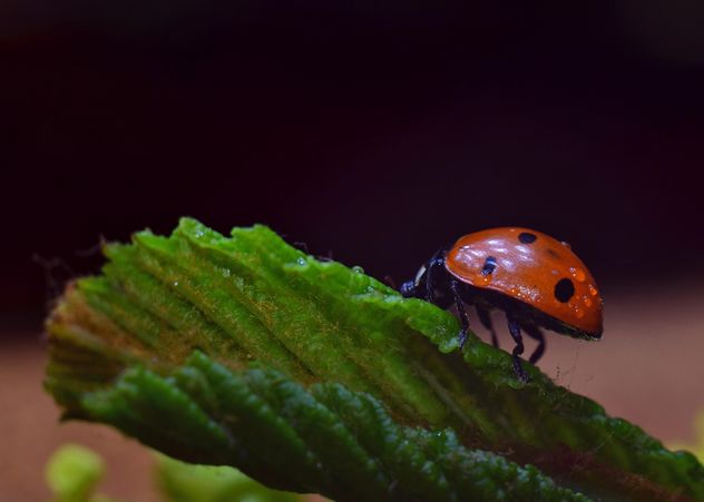 Ladybug on green leaf - image gratuit #338301 