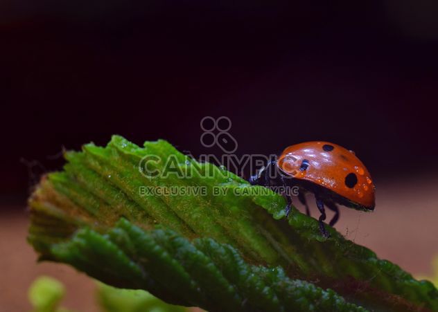 Ladybug on green leaf - image #338301 gratis