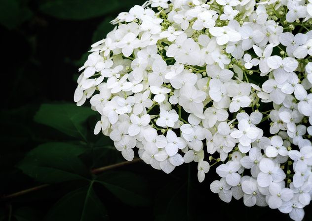 Closeup of white flowers - image gratuit #338311 