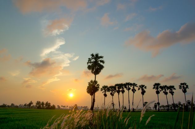 Landscape with palms at sunset - Kostenloses image #338481
