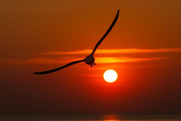 Seagull in sky at sunset - Free image #338501