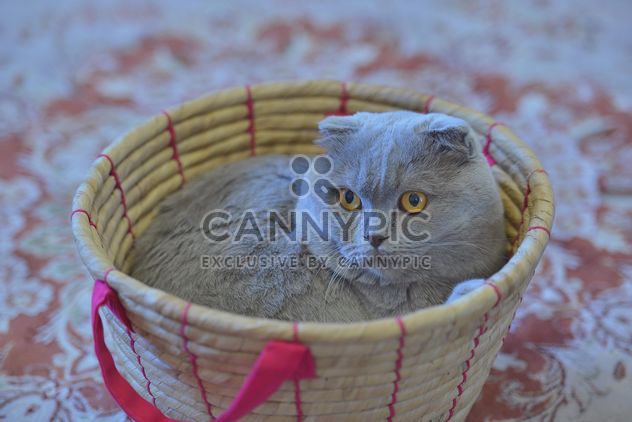 Grey cat in basket - Free image #339201