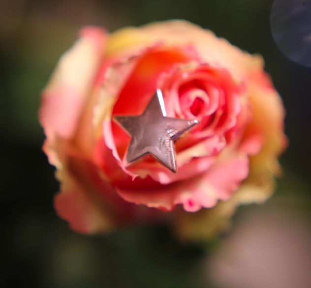 Rose with decorative star - бесплатный image #339221