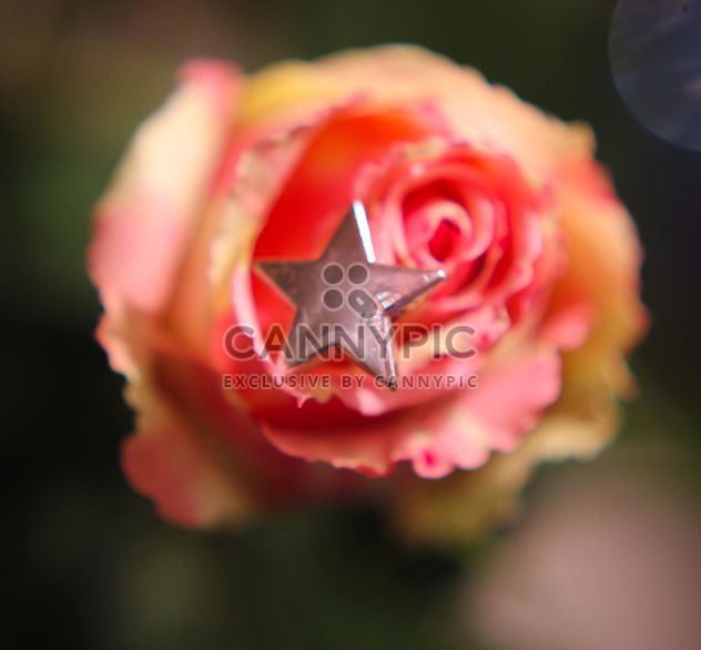 Rose with decorative star - image gratuit #339221 