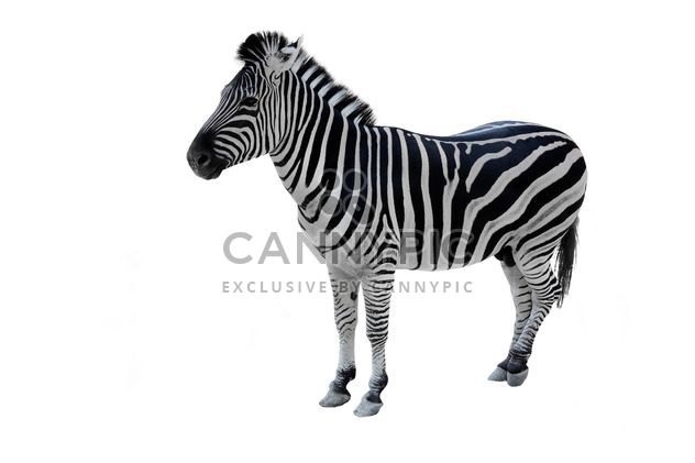Zebra on white background - image gratuit #341301 