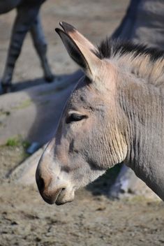 Portrait of brown donkey - image #341311 gratis