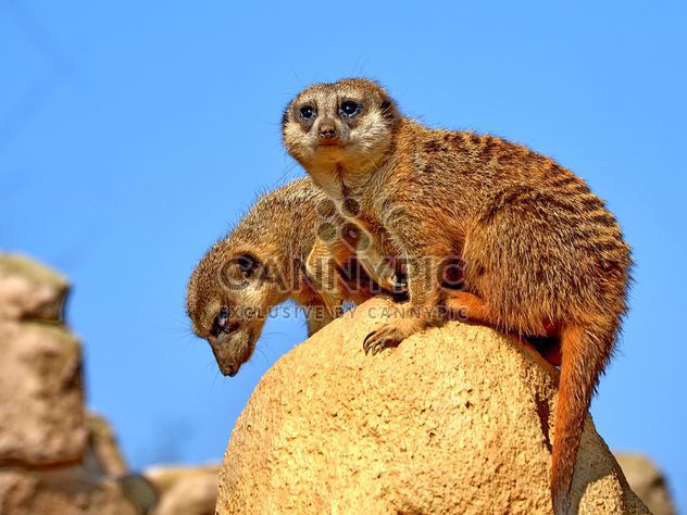 Meerkats on stone in zoo - Free image #341321