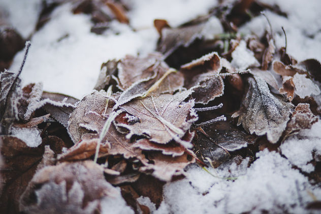 Frozen leaves - Free image #343481