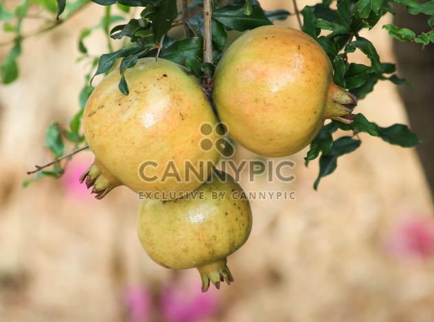 Fresh Pomegranates on tree - image gratuit #343551 