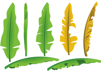 Banana Leaf Vectors - vector gratuit #343701 
