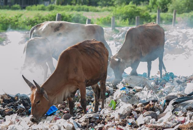 cows on landfill - image gratuit #343841 