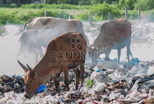 cows on landfill - image #343841 gratis
