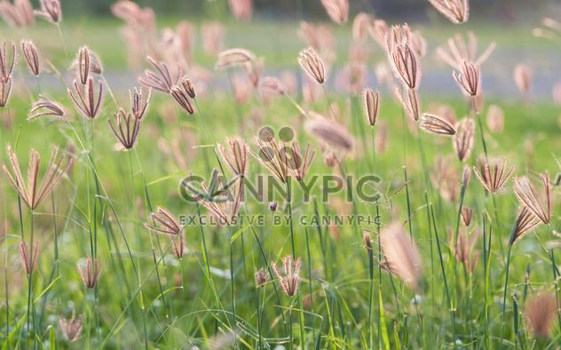 Close-up of spikelets on green background - Free image #343851