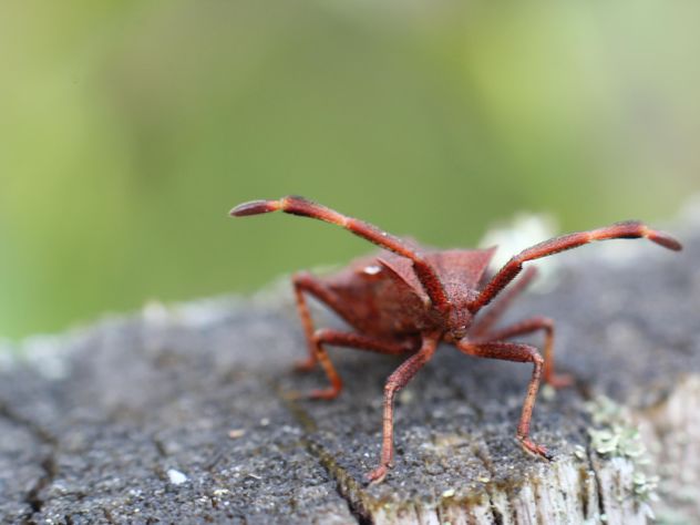 Red insect on a tree stump in the forest - image gratuit #343911 