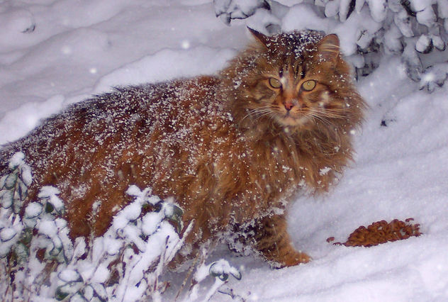 Outdoor cats/dogs need help surviving winter !! - Free image #344411