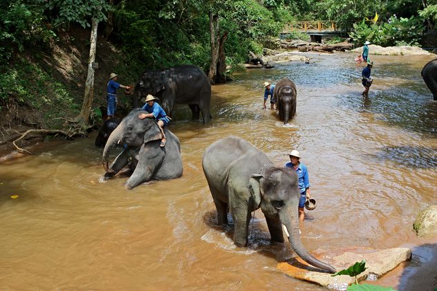Elephants bathing in river - Free image #344441