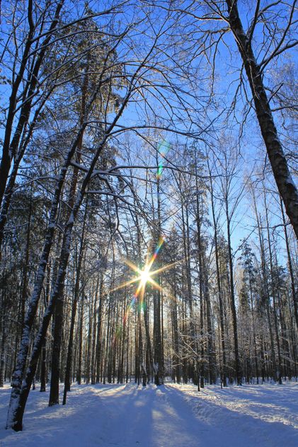 Trees in winter Sosnovka Park, St. Petersburg - бесплатный image #344591