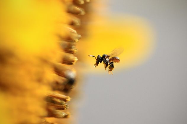 Closeup of bee flying near sunflower - бесплатный image #345021