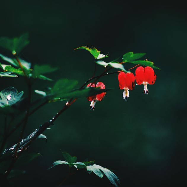Small red flowers on twig in garden - image gratuit #345121 