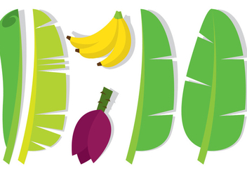 Banana Leaf and Fruit - vector gratuit #346311 