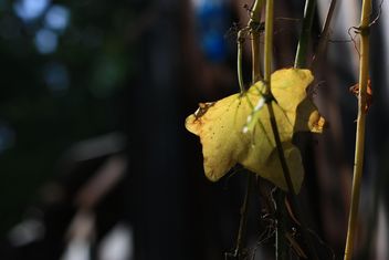 Closeup of yellow grape leaf - Free image #346611