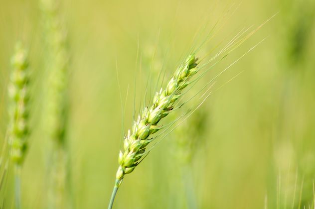 Closeup of spikelet in green field - Free image #346621