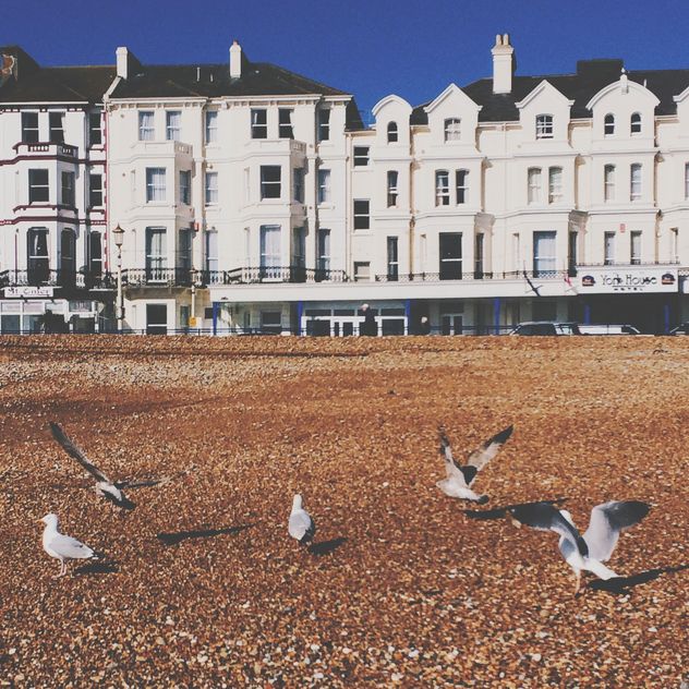 Seagulls and white houses on background, Eastbourne, England - Free image #346911