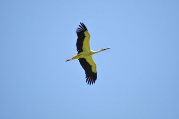 Stork fly in clear blue sky - Free image #346941