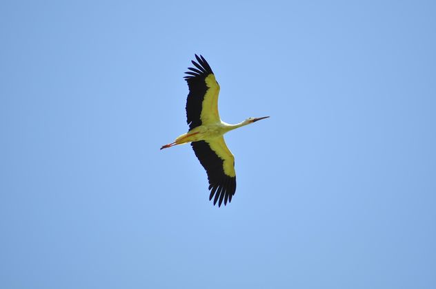 Stork fly in clear blue sky - Free image #346941