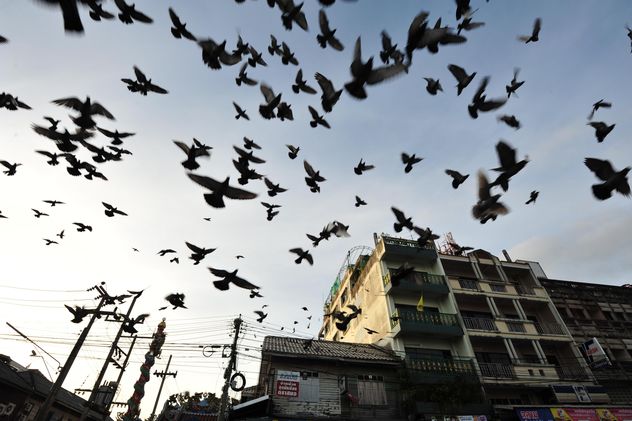 Flock of pigeons flying in city - Free image #346991