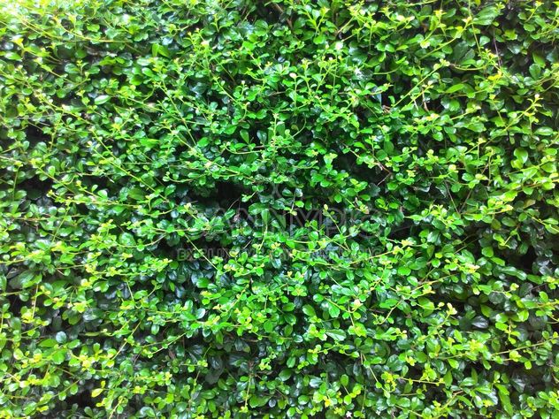 Background of bush with green leaves - бесплатный image #347311
